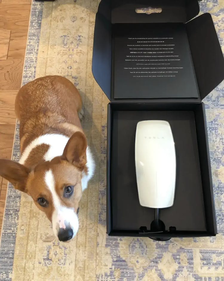 Corgi dog sitting next to Tesla white Level 2 charger